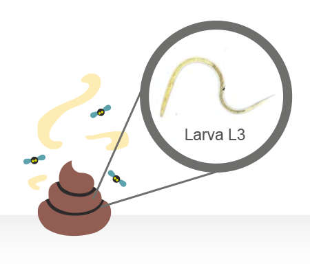 Ilustración que muestra la larva L3 en la materia fecal.