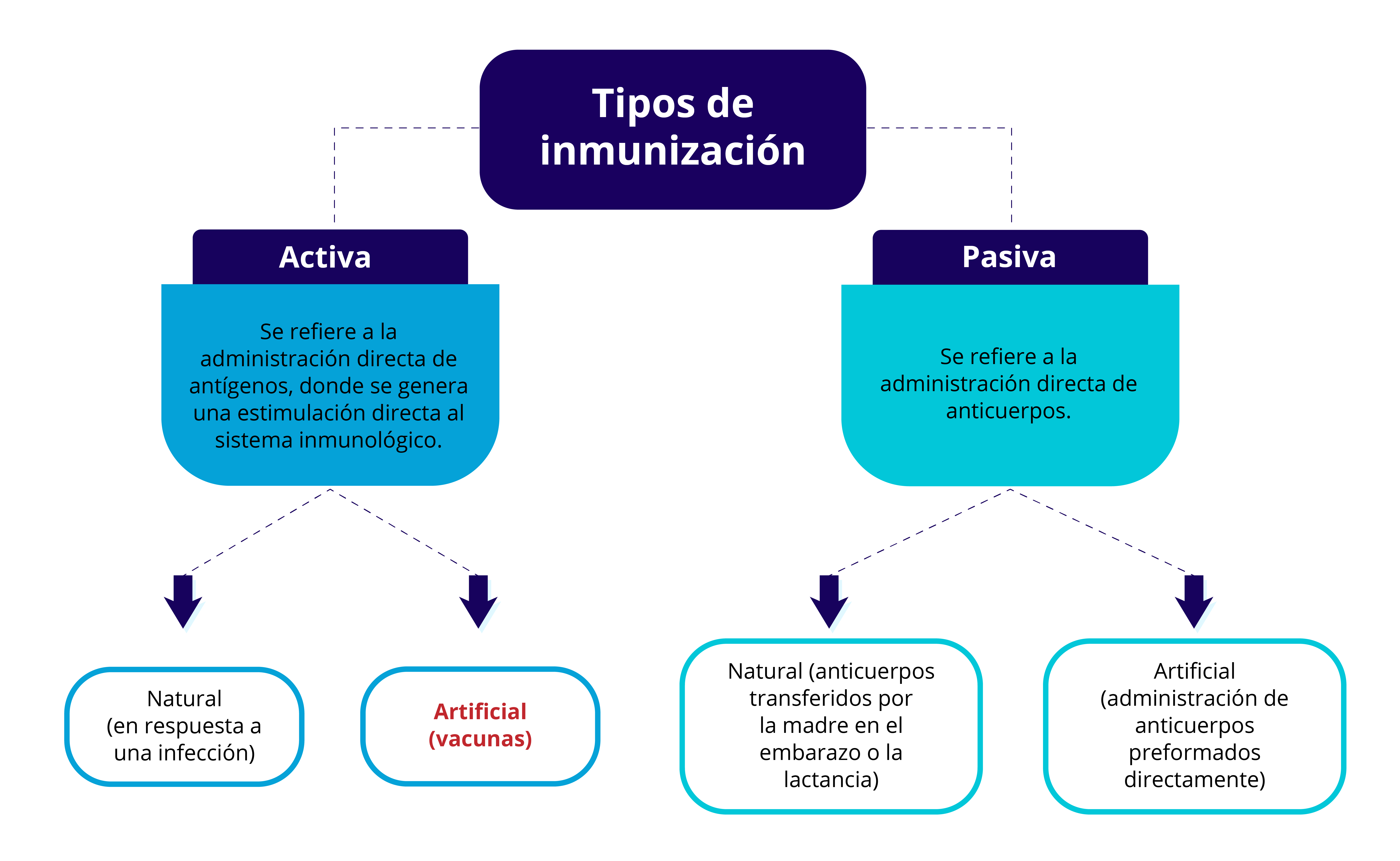 Tipos de vacunas (activas y pasivas).