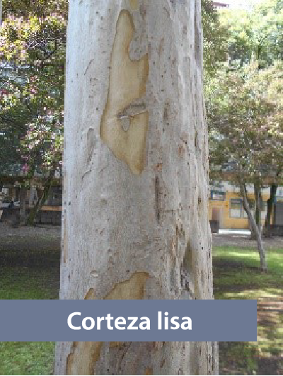 Fotografía de un tronco de árbol liso