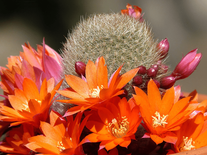 Cactus