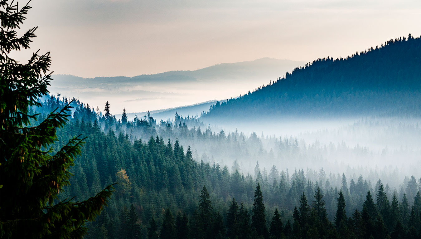 Fotografía de árboles entre neblina