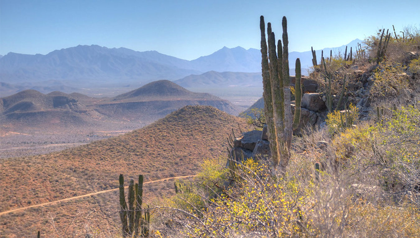 Fotografía de cactus y pastizales en primer plano y montañas al fondo