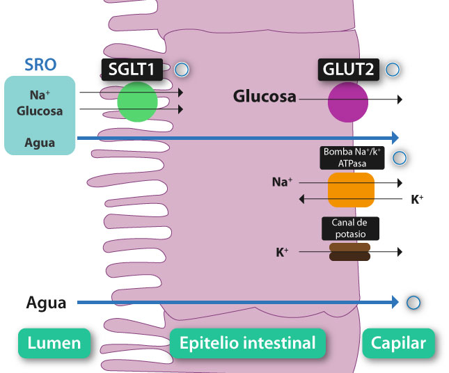 Esquema que muestra la síntesis de testosterona y estradiol por parte de las células de la teca interna y células de la granulosa respectivamente, por acción de LH y FSH de los folículos reclutados.