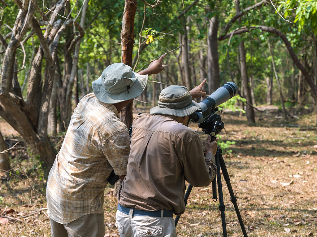 Observación de aves en el bosque. Concepto de la observación de aves como una actividad de aprovechamiento no extractivo Dos observadores de aves buscando aves con binoculares en el bosque