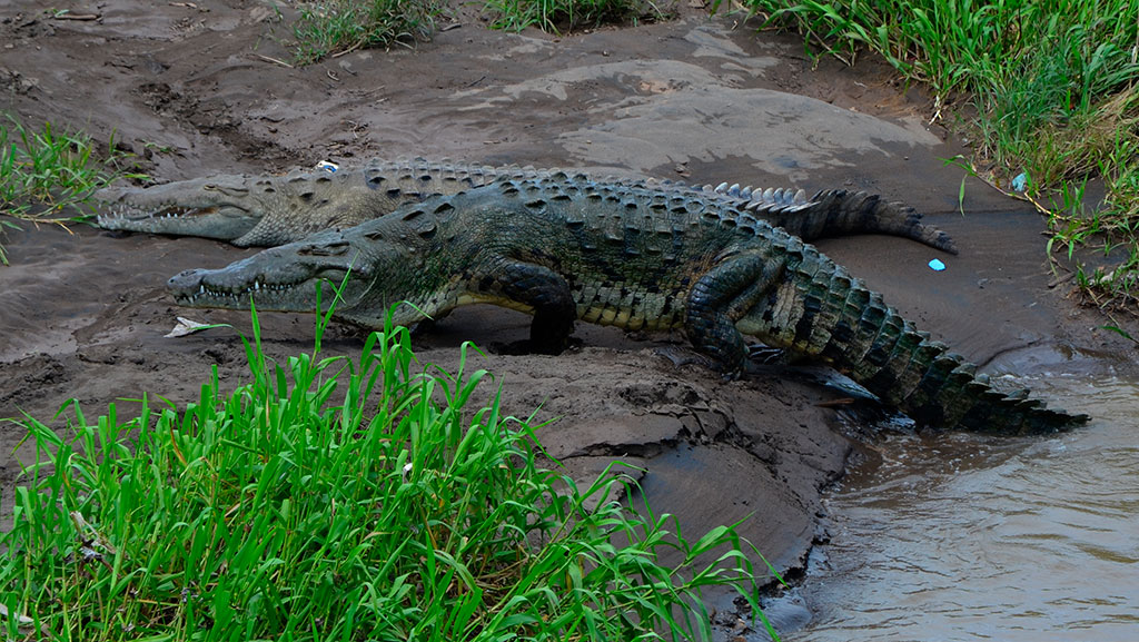 Cocodrilos en la orilla lodosa. El cocodrilo americano (Crocodylus acutus) es una especie nativa de México que se aprovecha en las UMA Dos cocodrilos descansando en la orilla lodosa de un río