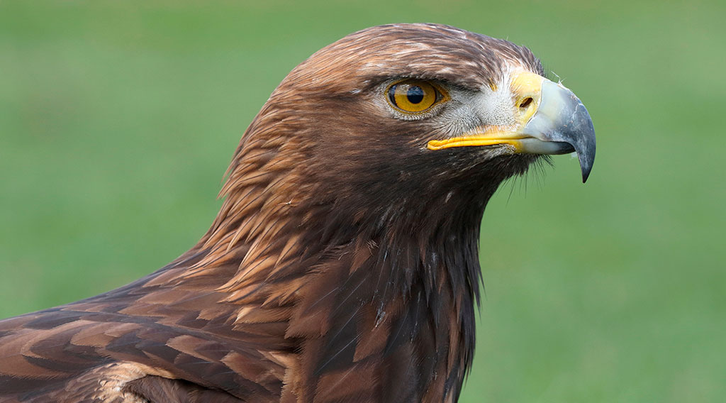 Águila dorada en su entorno natural Águila dorada sobre fondo verde