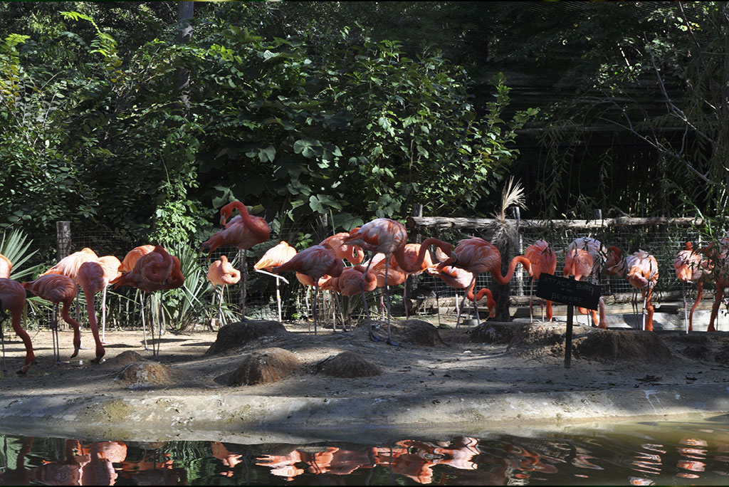 Flamencos frente a un lago