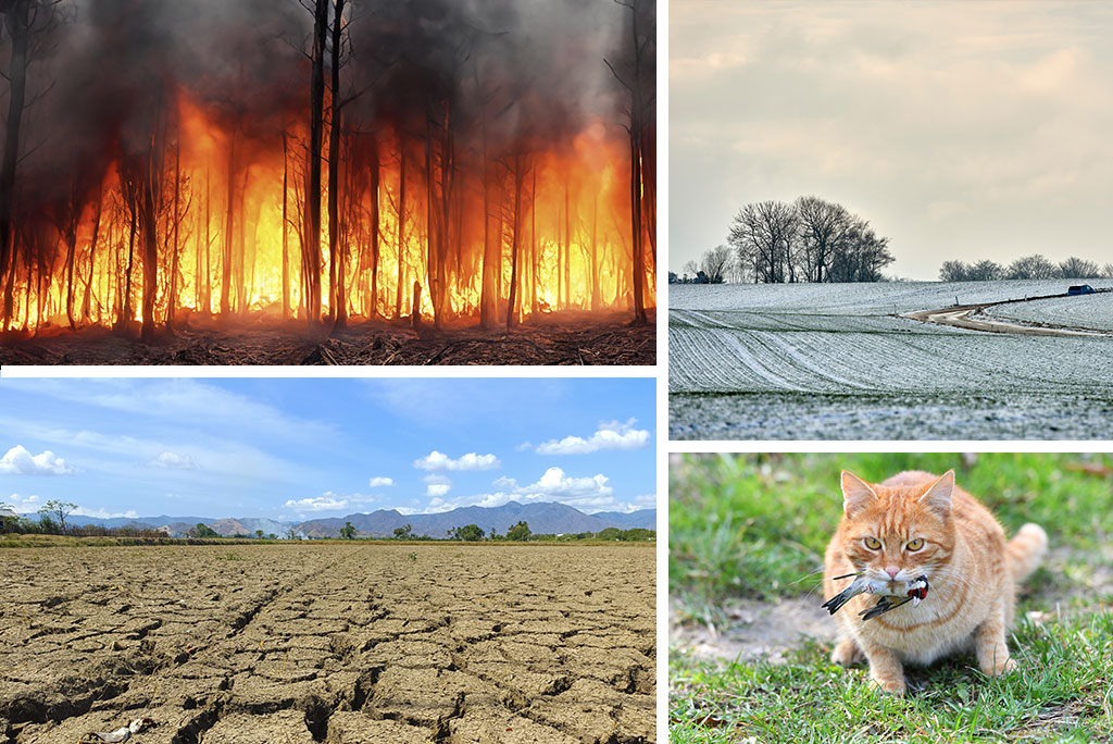 Imágenes de inundación, incendio forestal, sequía, helada y gato depredador