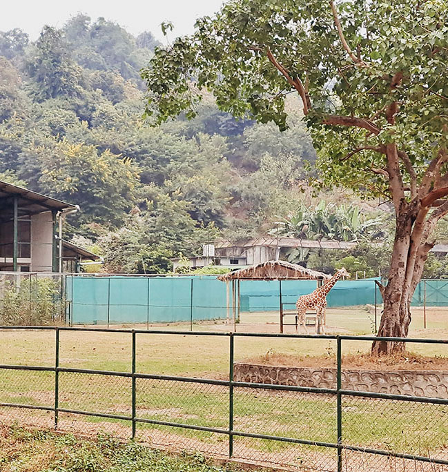 Jirafas dentro de recinto en un zoológico con fondo de lago