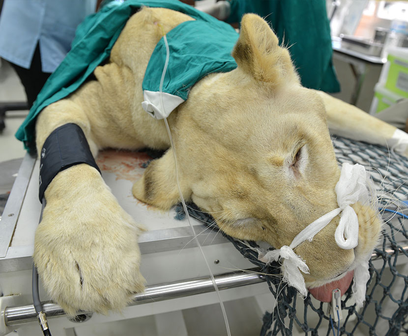 León es operado en sala veterinaria