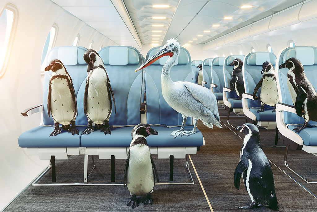 Pingüinos y pelícano en la cabina de un avión