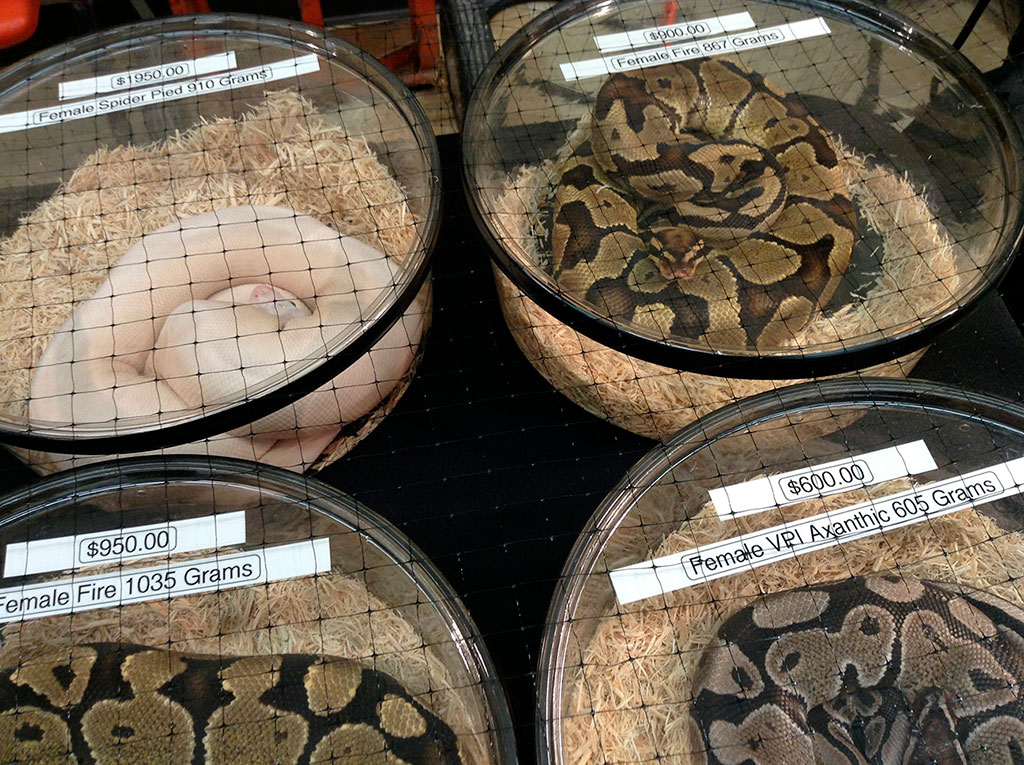 Exhibición de serpientes en contenedores. Concepto de venta de mascotas no convencionales como una actividad de aprovechamiento extractivo Varias serpientes en contenedores transparentes, mostrando distintas especies y tamaños