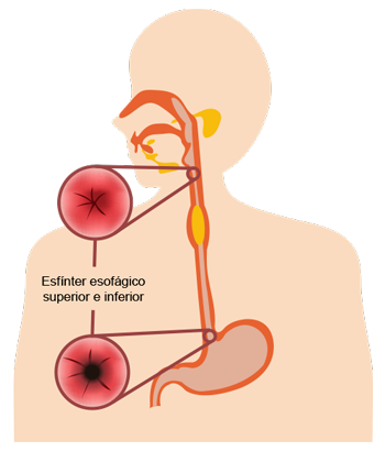 Imagen que muestra esófago y señalización de esfínteres.