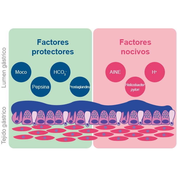 Factores estomago