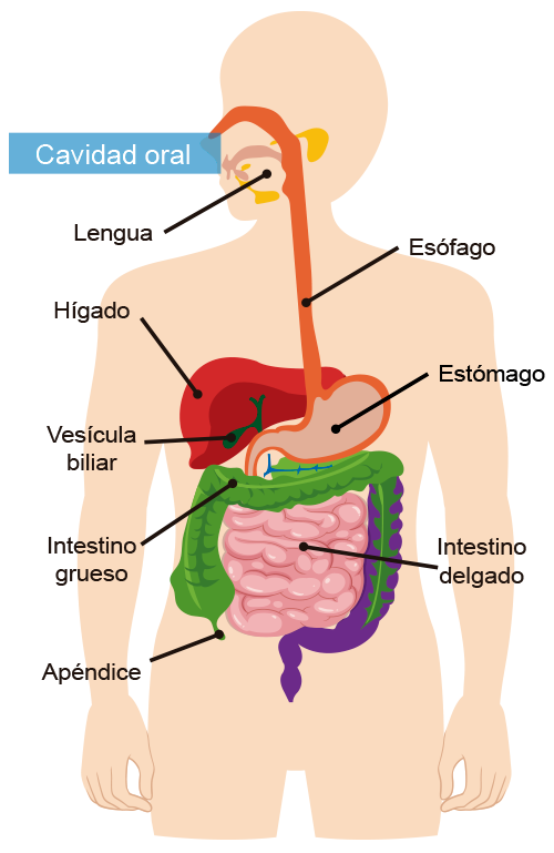 Esquema del sistema digestivo