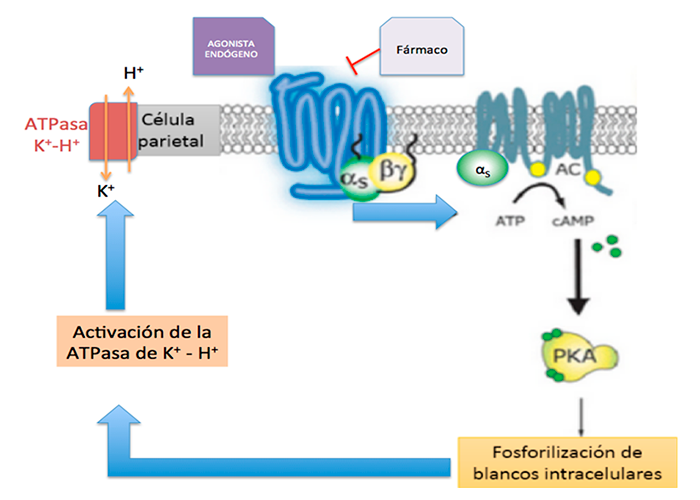 Esquema de la casaca de señalización de recetores acoplados a proteínas Gs en la célula parietal.