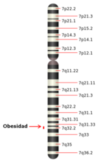 Unidades longitudinales del cromosoma 7.