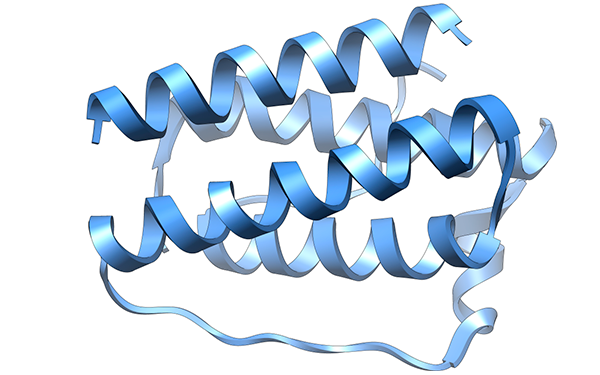 Estructura tridimensional de la leptina.