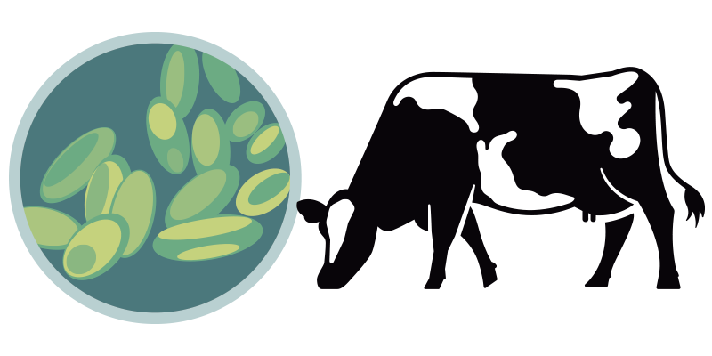 Ilustración que muestra la bacteria de Brucella.