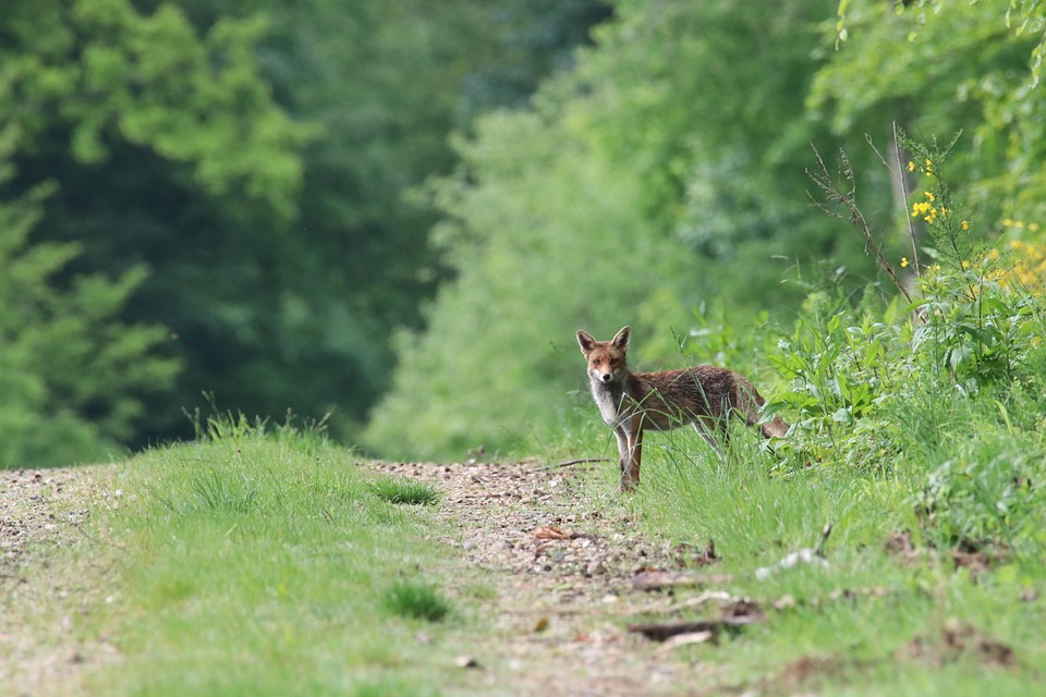 Fauna Zorro en la naturaleza