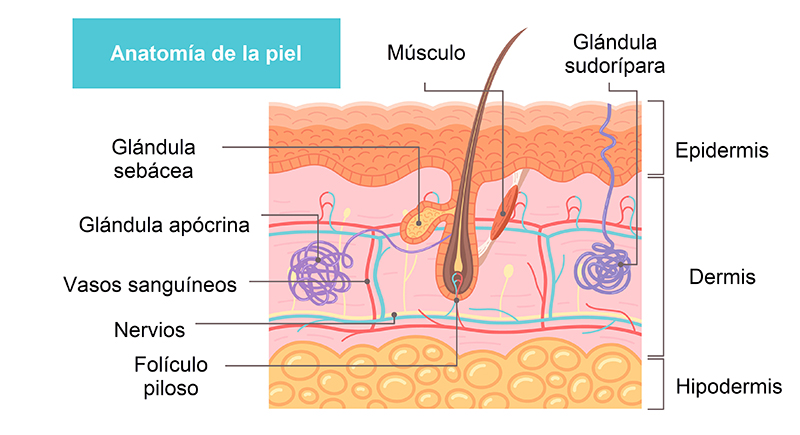 Estructuras de la piel. Estructuras de la piel.
