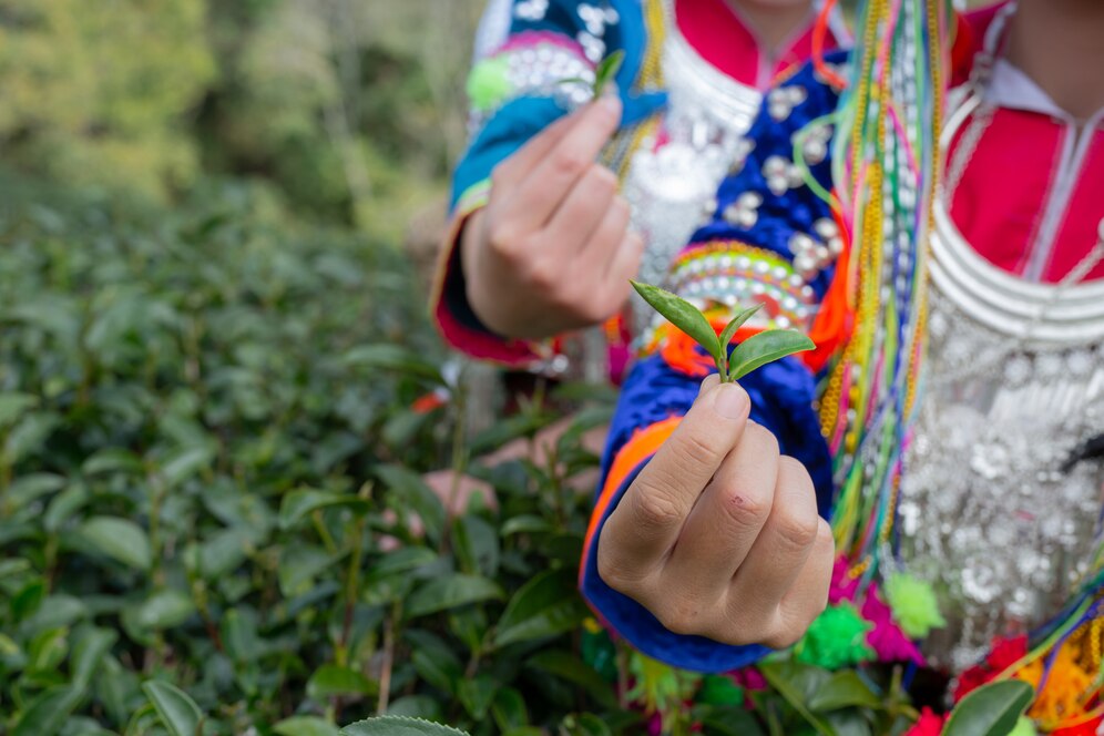 Plantas medicinales y pueblos indígenas
